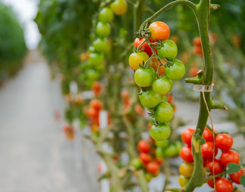 Hydroponic systems
