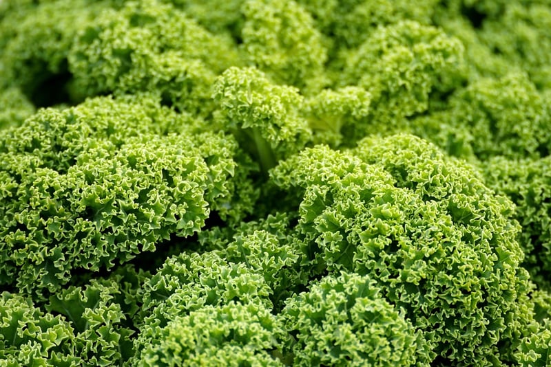 Greenhouse Vegetables